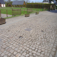 Ifs millénaires de La Haye-de-Routot
