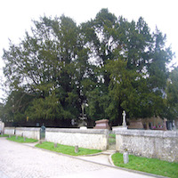 Ifs millénaires de La Haye-de-Routot