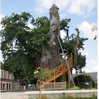 le chêne millénaire d'Allouville