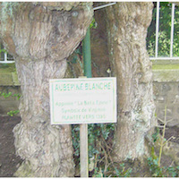 Aubépine de Bouquetot