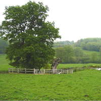 Source et chêne de Saint Méen