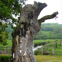 Source et chêne de Saint Méen