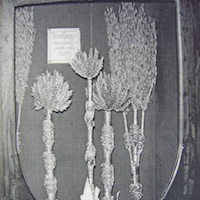 Prieuré Saint Ortaire