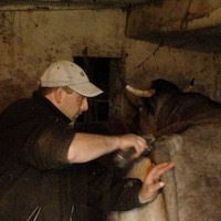 L'élevage du bœuf gras bazadais
