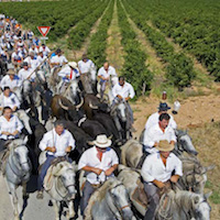 Course camarguaise