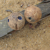Boule oudonnaise