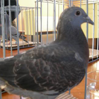 Colombophilie
