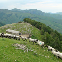 Bortüsorhoka