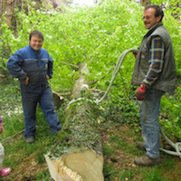 Arbre de mai de Locronan