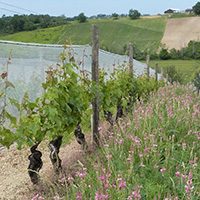 La culture du raisin chasselas de Moissac