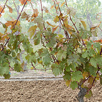 La culture du raisin chasselas de Moissac