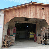La culture du raisin chasselas de Moissac