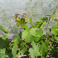 La culture du raisin chasselas de Moissac