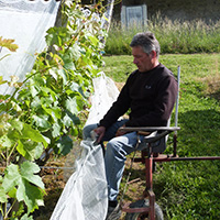 La culture du raisin chasselas de Moissac