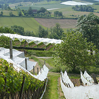 La culture du raisin chasselas de Moissac