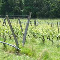La culture du raisin chasselas de Moissac