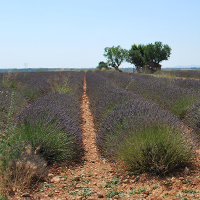 Les pratiques de culture des lavandes dans les Alpes-de-Haute-Provence