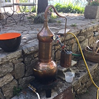 Les pratiques de culture des lavandes dans les Alpes-de-Haute-Provence