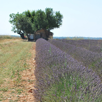 Les pratiques de culture des lavandes dans les Alpes-de-Haute-Provence