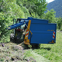 Les pratiques de culture des lavandes dans les Alpes-de-Haute-Provence