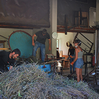 Les pratiques de culture des lavandes dans les Alpes-de-Haute-Provence