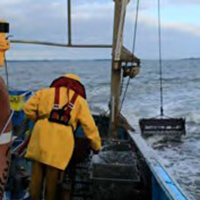La pêche à la palourde dans le golfe du Morbihan