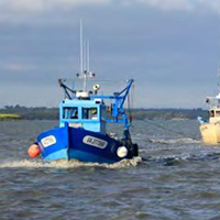 La pêche à la palourde dans le golfe du Morbihan