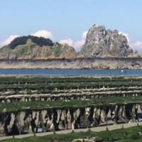 L'élevage des huîtres de Cancale