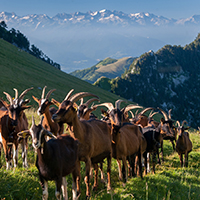 Les pratiques d’élevage caprin et les savoirs fromagers au lait de chèvre dans le massif des Bauges