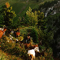 Les pratiques d’élevage caprin et les savoirs fromagers au lait de chèvre dans le massif des Bauges