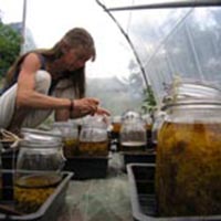 Les savoirs de la cueillette dans le massif des Bauges