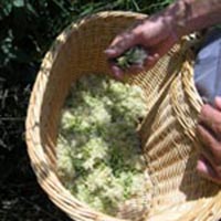 Les savoirs de la cueillette dans le massif des Bauges