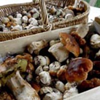 Les savoirs de la cueillette dans le massif des Bauges
