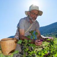 Les savoirs de la cueillette dans le massif des Bauges