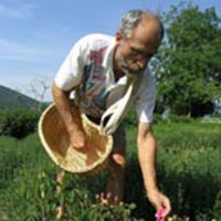 Les savoirs de la cueillette dans le massif des Bauges