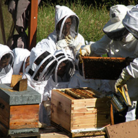 Les savoirs de l’apiculture dans le massif des Bauges