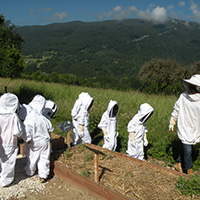 Les savoirs de l’apiculture dans le massif des Bauges