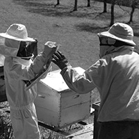 Les savoirs de l’apiculture dans le massif des Bauges