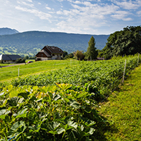 Les savoirs du jardin potager dans le massif des Bauges