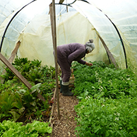Les savoirs du jardin potager dans le massif des Bauges
