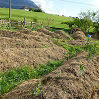 Les savoirs du jardin potager dans le massif des Bauges