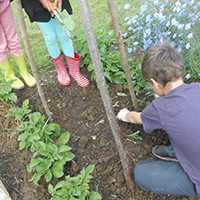 Les savoirs du jardin potager dans le massif des Bauges