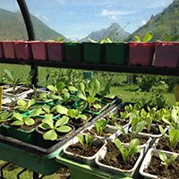 Les savoirs du jardin potager dans le massif des Bauges