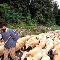 Les pratiques et savoir-faire de la transhumance en France