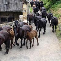 Les pratiques et savoir-faire de la transhumance en France
