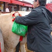 La tradition des boeufs gras à Bayonne