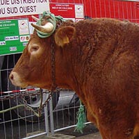La tradition des boeufs gras à Bayonne