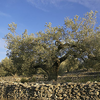 La culture et la transformation des olives dans le pays de Nîmes