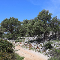 La culture et la transformation des olives dans le pays de Nîmes