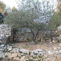 La culture et la transformation des olives dans le pays de Nîmes